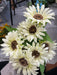 Sunflower Bush - 9 Stems - Cream - 12022 - DecoExchange®