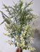 Pls Mix Grass X 18 Snow 58541 - DecoExchange®