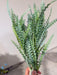 Plastic Fern Bush - 7 Stems - Forest Green - 59642 - DecoExchange®