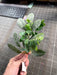 13"L Eucalyptus/Lamb'S Ear Leaf Pick Green FG663109 - DecoExchange