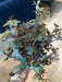 16In Plastic Sweetgum Leaves Bush Sage/Brown IP530072 Pick