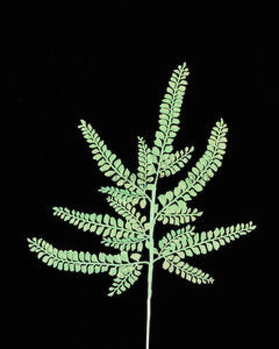 16’L Glitter Fern Spray X6 Iridescent Mint Green Xs236533 Pick
