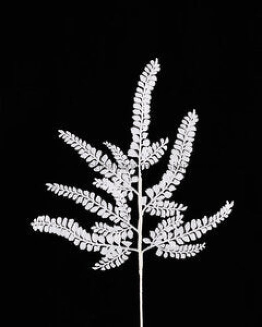 16’L Glitter Fern Spray X6 White Xs236327 Pick