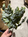 19’’L Spiral Eucalyptus Bush X3 Tt Green Fg637531 Greenery