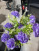 Small Carnation Bush - 9 Stems - Purple - 37384 - DecoExchange®