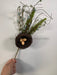 20’’ Spray Pussy Willow With Birdnest Ip35382 Greenery