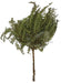 21.5"L Dried False Staghorn Fern Green TF0023 - DecoExchange