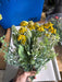 21’’ Mini Ranunculus Daisy 84837-YEL Greenery