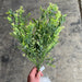 21" Mixes Greenery Bush - 81577 - DecoExchange
