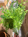 Plastic Fern & Leaves Mix - 7 Stems - Green - 59711 - DecoExchange®