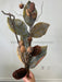 25’’ Dried Magnolia Leaf W/Nuts&Cones Spray’ MTX60262-NADR Pick