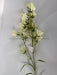 31In Campanula Ps1075 Wht Greenery