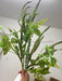 33 In Plastic Mixed Fern Spray 61639 Pick