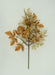 18 In Mixed Black Cohosh 40505-BEBRN