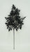 34 In Black Cohosh Leaf 40518