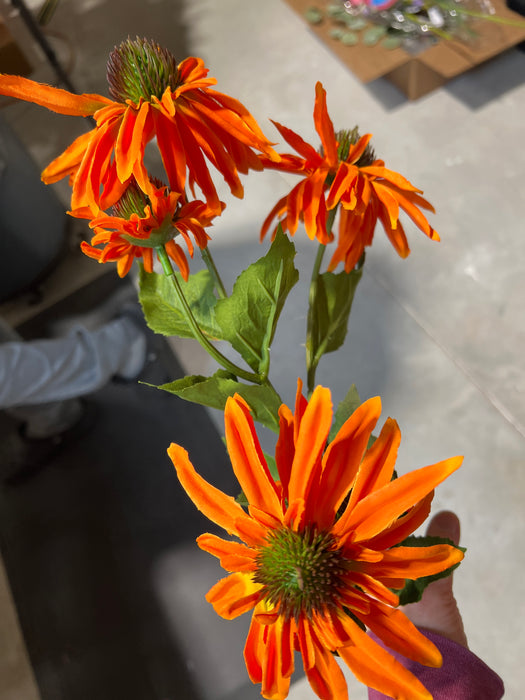 Echinacea X3 +2 Buds 29" MTF24100-ORNG