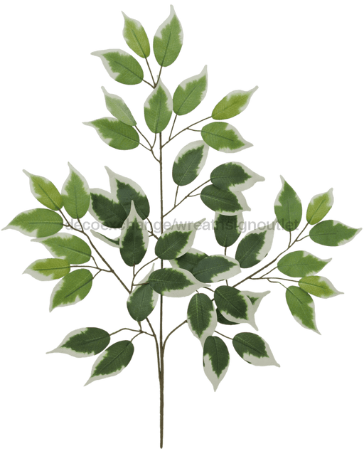 57000-Variegate 23 In Ficus Spray X 3 With 42 57000 - DecoExchange®