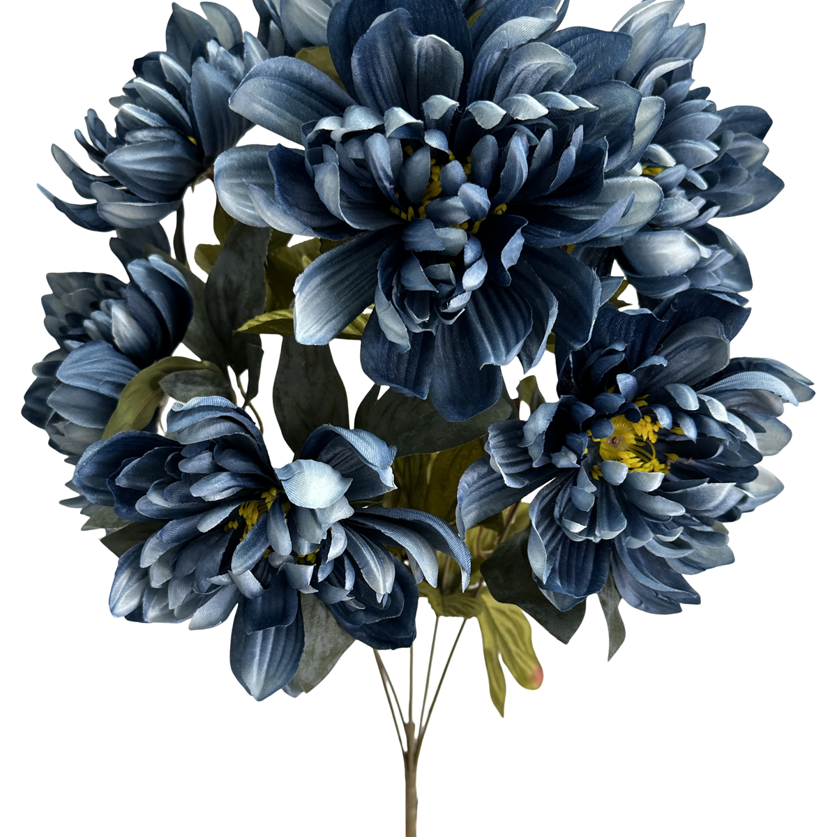 Dahlia Bush 21