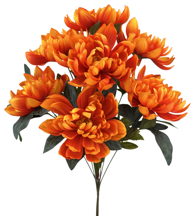 Dahlia Bush x 7 H21 Orange 57522OR