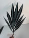 58.5Cm Palmetto Leaves Pick In Black (Product Code: Get-151458)