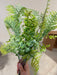 Plastic Fern & Eucalyptus Mix - 7 Stems - Forest Green - 57662 - DecoExchange®