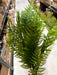 Plastic Fern - 7 Stems - Green - 58171 - DecoExchange®