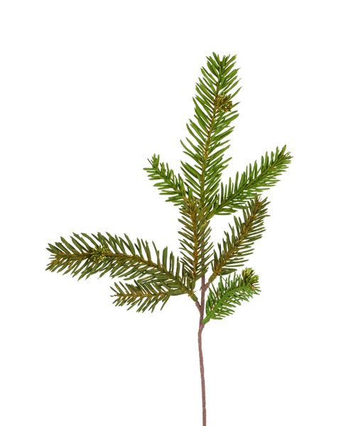 14"L Bald Cypress Spray Green/Brown XX7911
