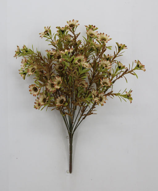 17" Daisy Bush x12, Brown