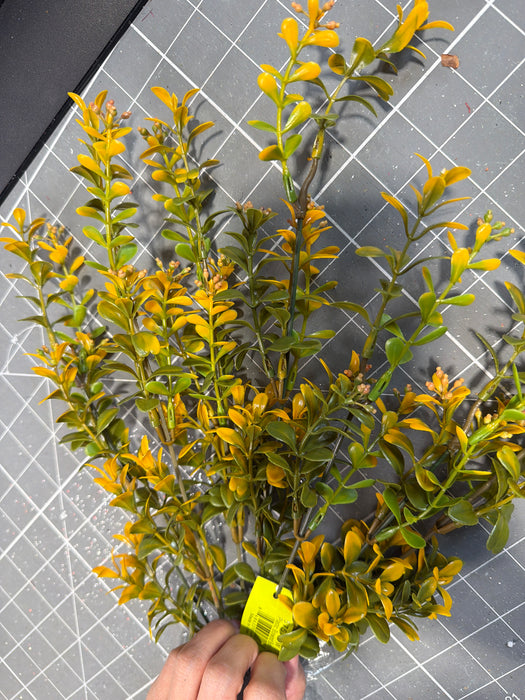 Plastic Boxwood Bush x 7 18" 57519YW