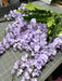 Wisteria Bush X 12 Lv 6Eaj4Dz 19243 - DecoExchange®