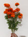 Ruffle Cosmos Bush X3 20" MTF26923-ORNG - DecoExchange®
