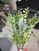 Plastic Fern & Leaves Mix - 7 Stems - Forest Green - 59712 - DecoExchange®