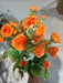 Rose Bush - 7 Stems - Orange - 37307 - DecoExchange®