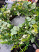 28In Jasmine Wreath Pa1740L-Whgn - DecoExchange®