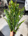 Plastic Fern & Eucalyptus Mix - 18 Stems - Green - 59701 - DecoExchange®