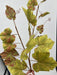 50In Grape Leaf Spray PS2125L-GBR - DecoExchange®