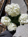 Snow Ball Bush - 5 Stems - Cream 19151 - DecoExchange®