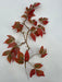 30In Boston Ivy Hanging PS2121S-RDGN - DecoExchange®