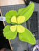 Butterfly,D19.5In AC10530GRYE - DecoExchange®
