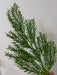 Xmas Rosemary Spray Grn 68674 - DecoExchange®