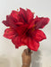 16" Amaryllis Spray PA5002-RED - DecoExchange®