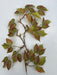 30In Boston Ivy Hanging PS2121S-GNBN - DecoExchange®