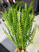 Plastic Fern Bush - 7 Stems - Green - 59641 - DecoExchange®