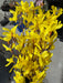 Forsythia Bush X 7 H22 62687YW - DecoExchange®