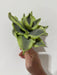 10" Foam Sansevieria Rosary Stem MTF26666-VRGR - DecoExchange®