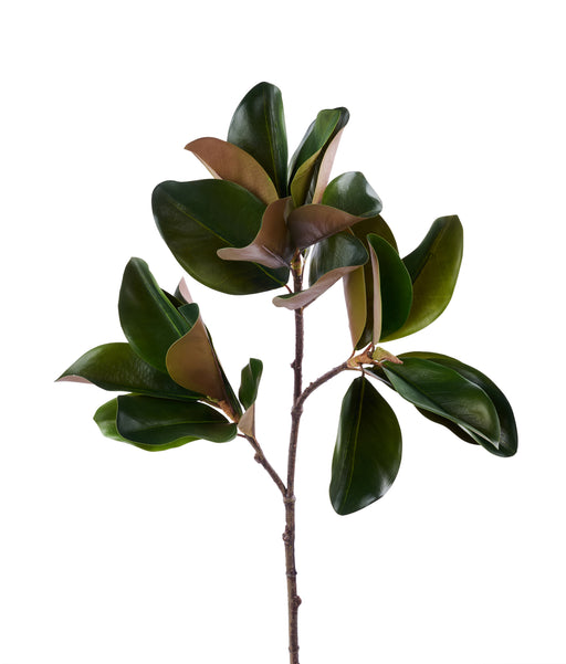 41"L Magnolia Leaf Branch Green/Brown FT181809