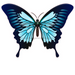 Butterfly Door Hanger Blue Decoe-W-903734-Dh 22’ Wood