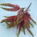 Feather Bsh X7 Rust 47694 - DecoExchange