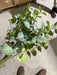 Large Eucalyptus Bush – 12 Stems Dusty Green 12473 Greenery