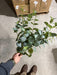 Large Eucalyptus Bush – 12 Stems Dusty Green 12473 Greenery